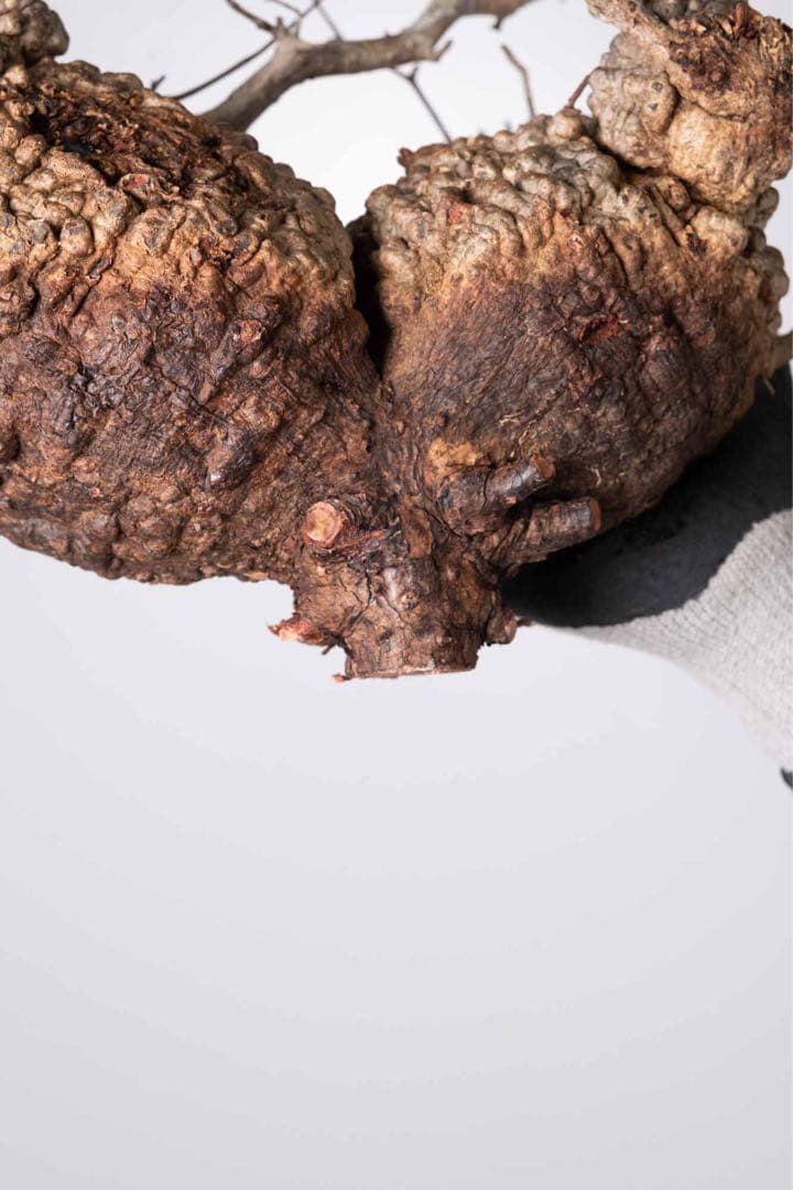 KP125 オペルクリカリア パキプス コーデックス ベアルート株　ダブル