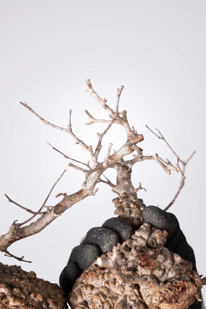 KP125 オペルクリカリア パキプス コーデックス ベアルート株　ダブル