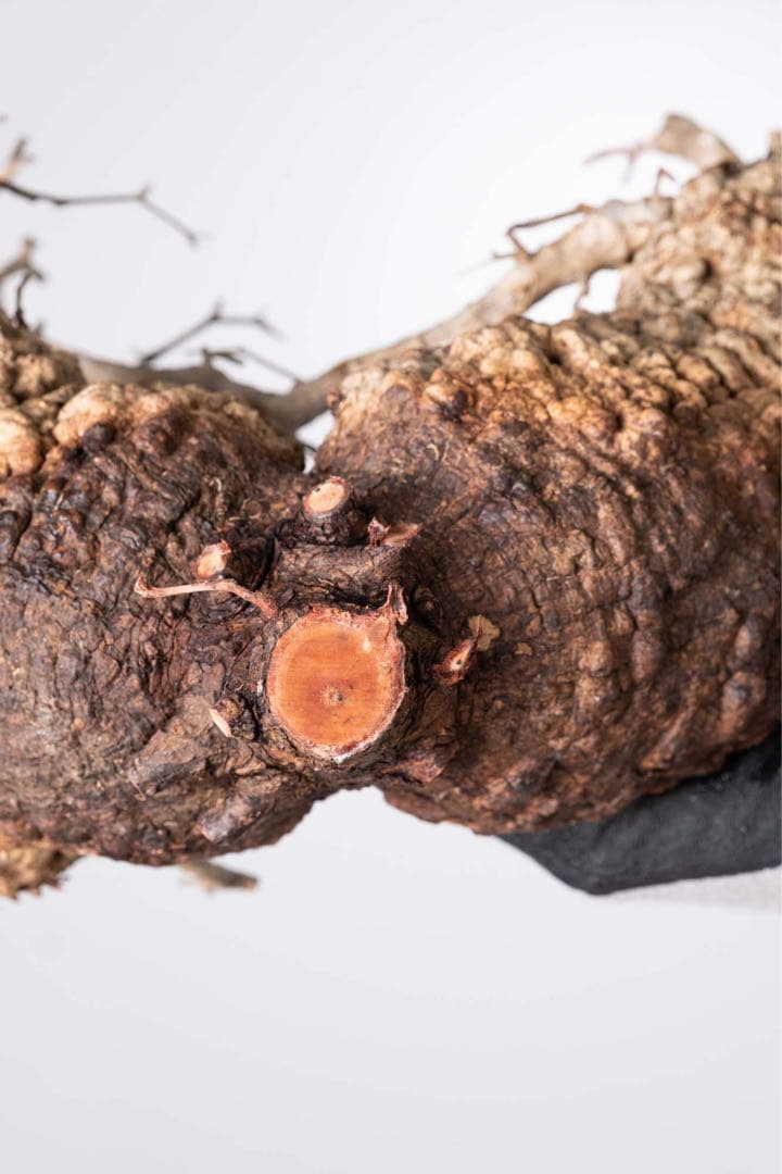 KP125 オペルクリカリア パキプス コーデックス ベアルート株　ダブル