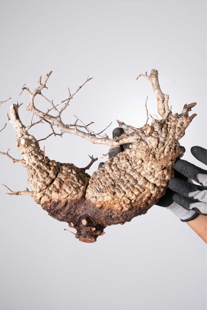 KP125 オペルクリカリア パキプス コーデックス ベアルート株　ダブル