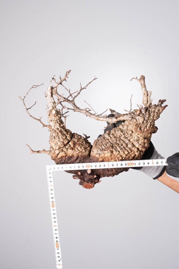 KP125 オペルクリカリア パキプス コーデックス ベアルート株　ダブル