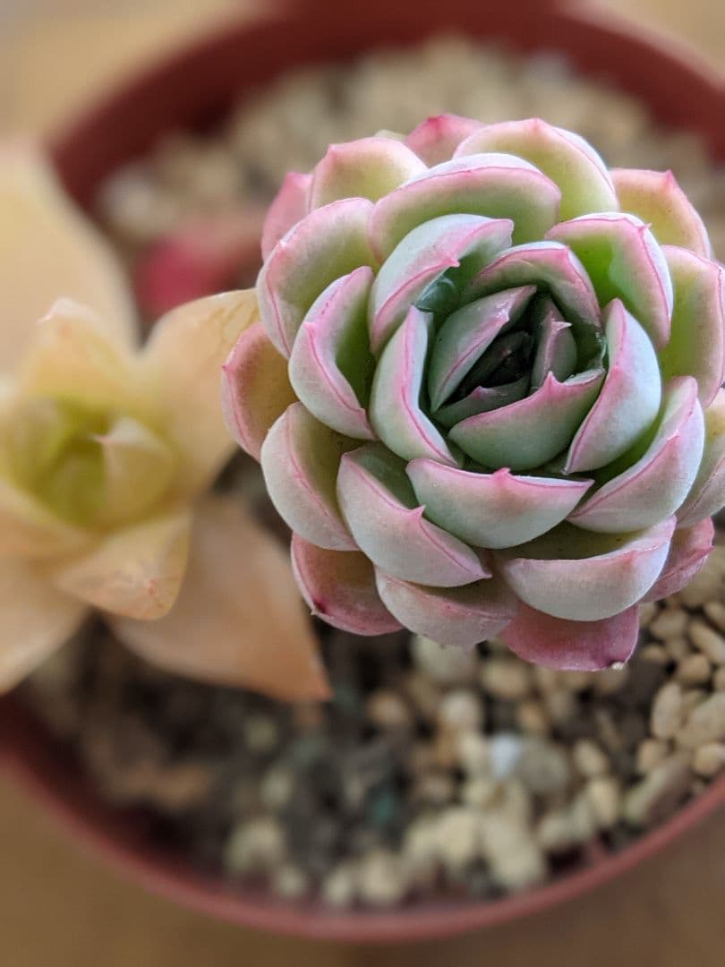 多肉植物　抜き苗　ラズベリーアイス＆ハオルチア