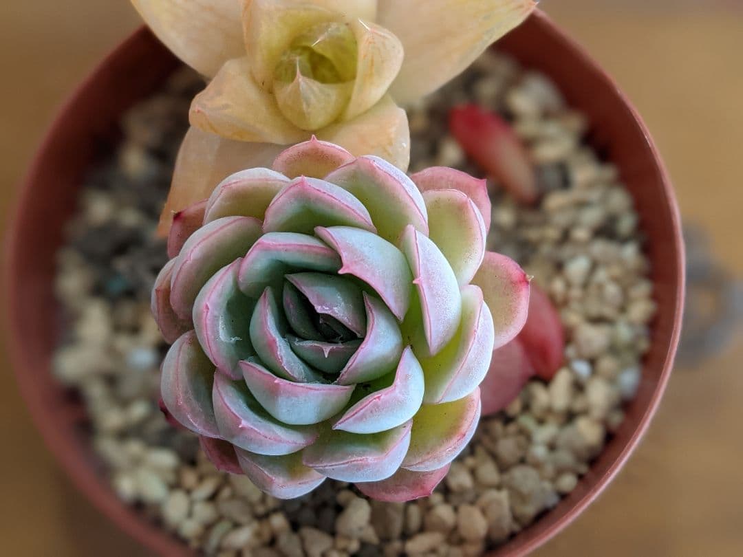 多肉植物　抜き苗　ラズベリーアイス＆ハオルチア