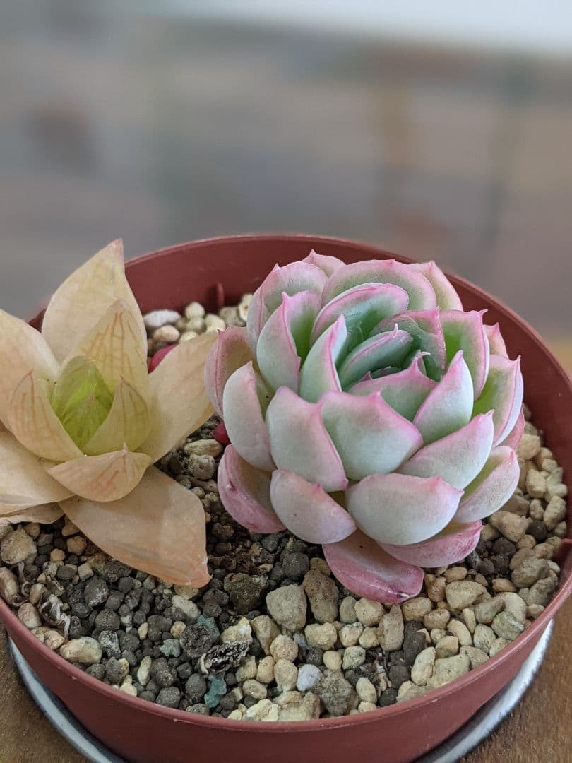 多肉植物　抜き苗　ラズベリーアイス＆ハオルチア