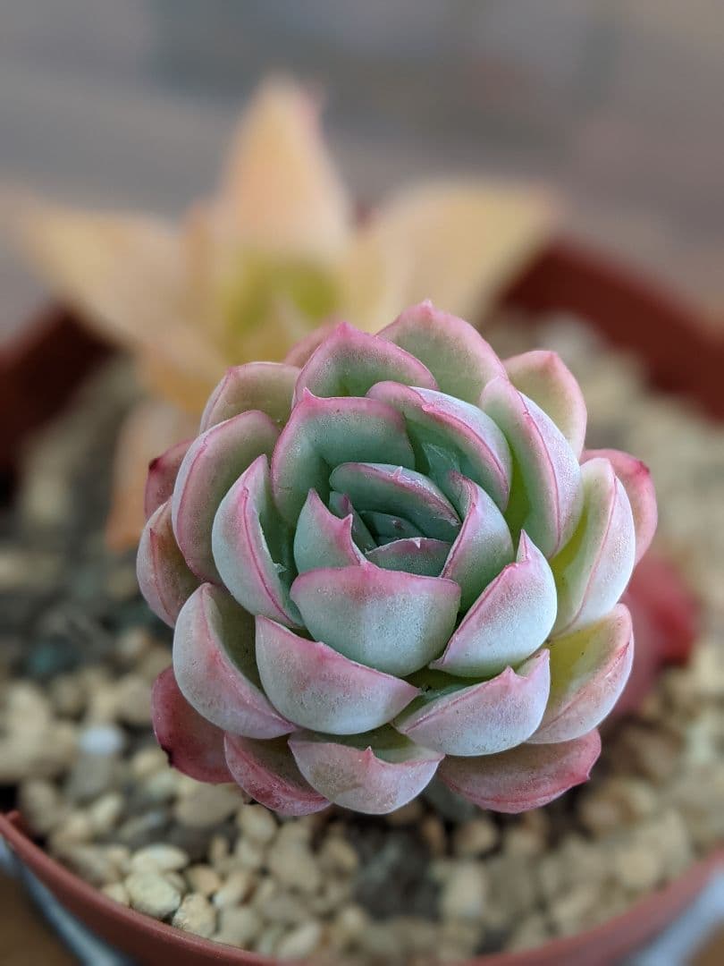 多肉植物　抜き苗　ラズベリーアイス＆ハオルチア