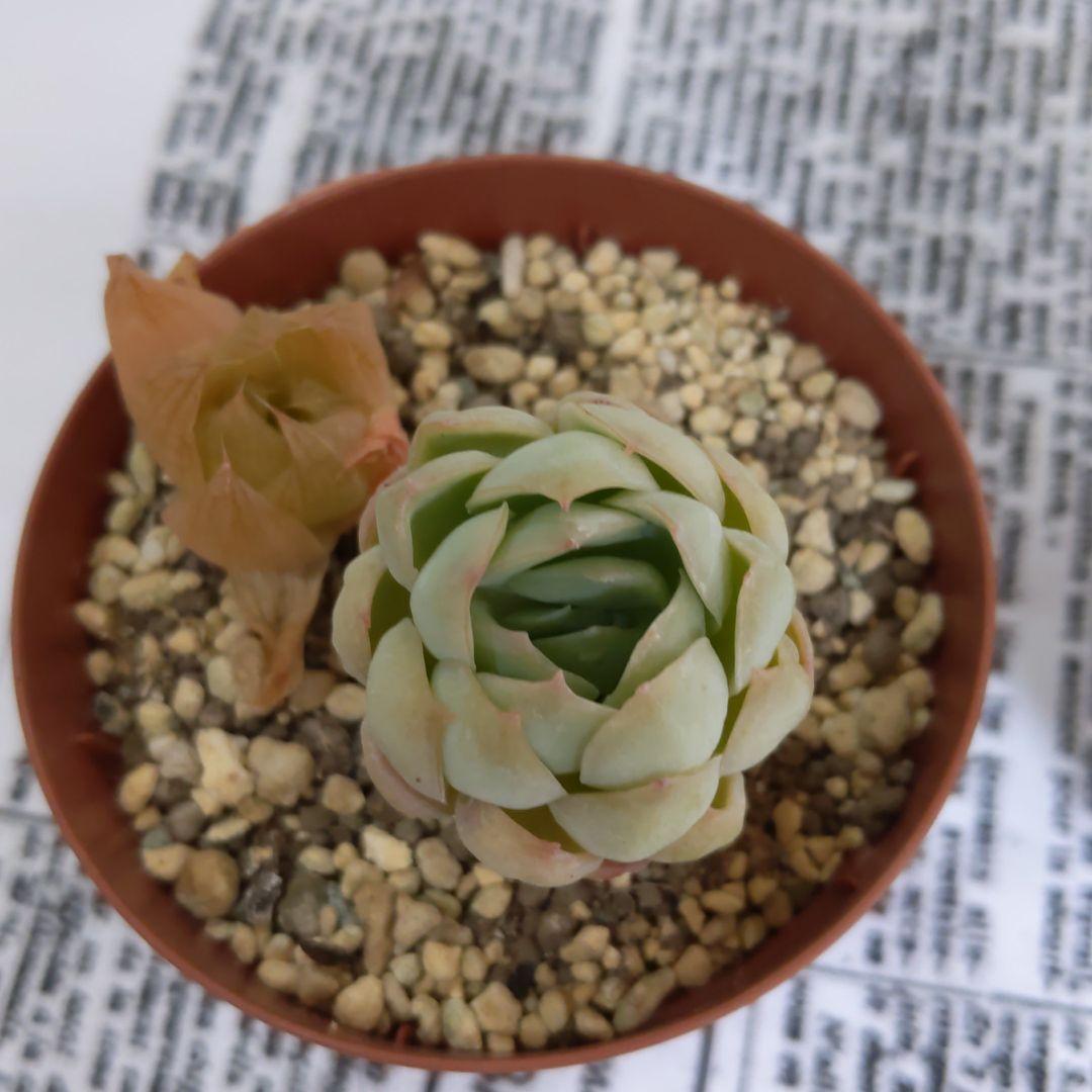 多肉植物　抜き苗　ラズベリーアイス＆ハオルチア