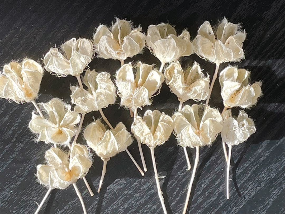 芙蓉(ふよう)の花殻 ドライフラワー ❣️ブリーチ✨ワンポイントにどうぞ〜