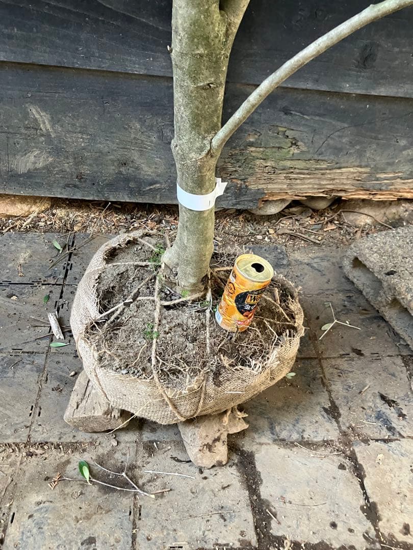 1 オリーブの木　シプレッシーノ