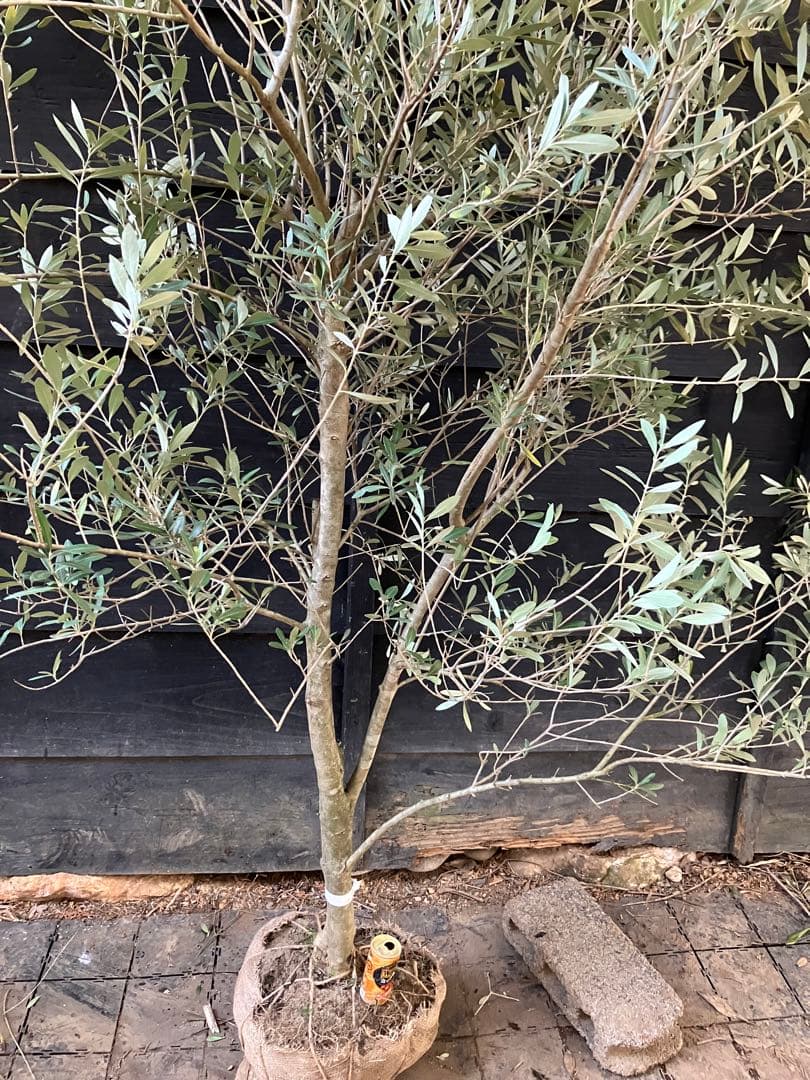 1 オリーブの木　シプレッシーノ