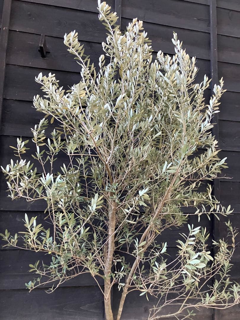 1 オリーブの木　シプレッシーノ