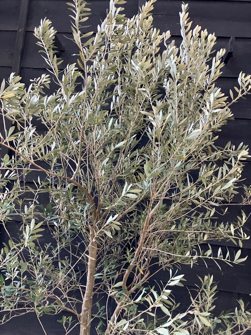 1 オリーブの木　シプレッシーノ