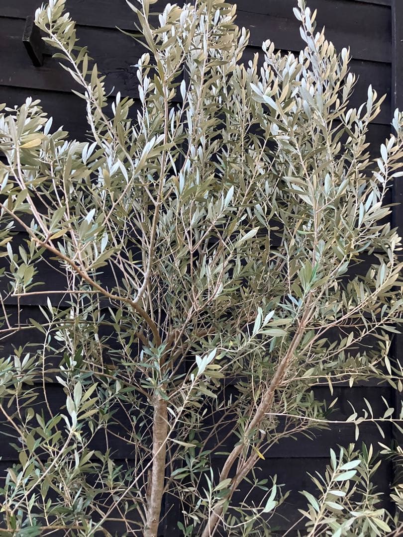 1 オリーブの木　シプレッシーノ