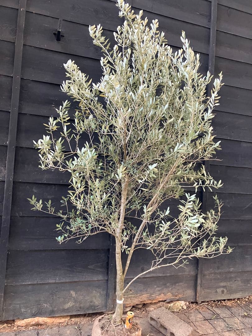 1 オリーブの木　シプレッシーノ