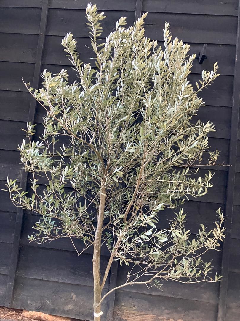 1 オリーブの木　シプレッシーノ