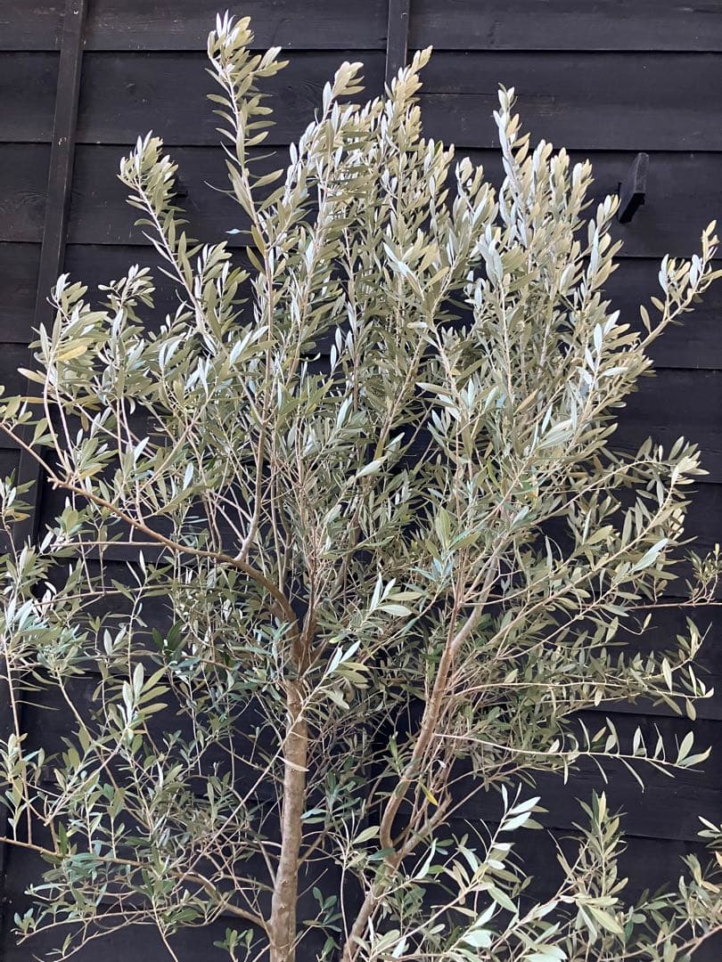 1 オリーブの木　シプレッシーノ