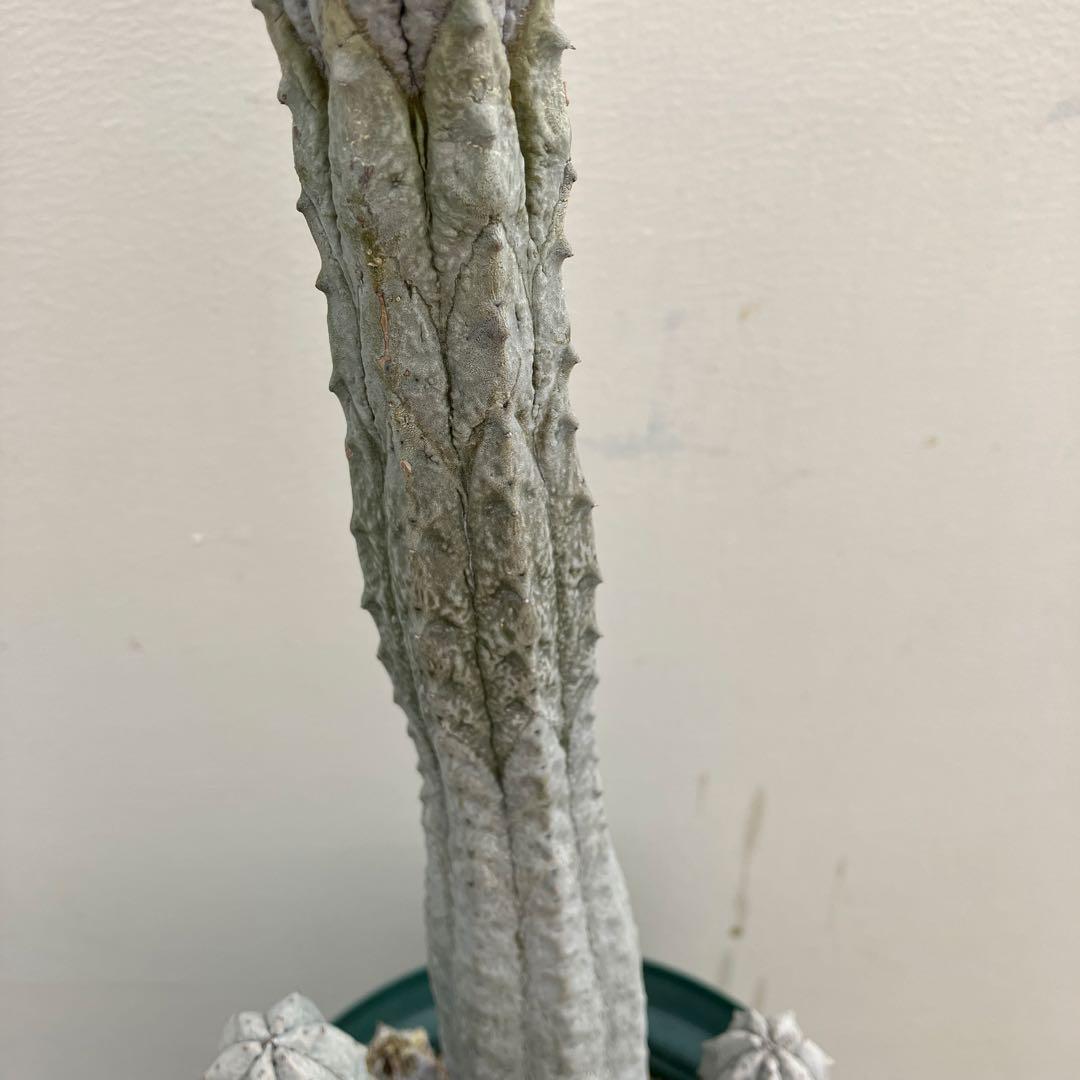 ユーフォルビア アブデルクリ 群生 超大株 - メルカリ