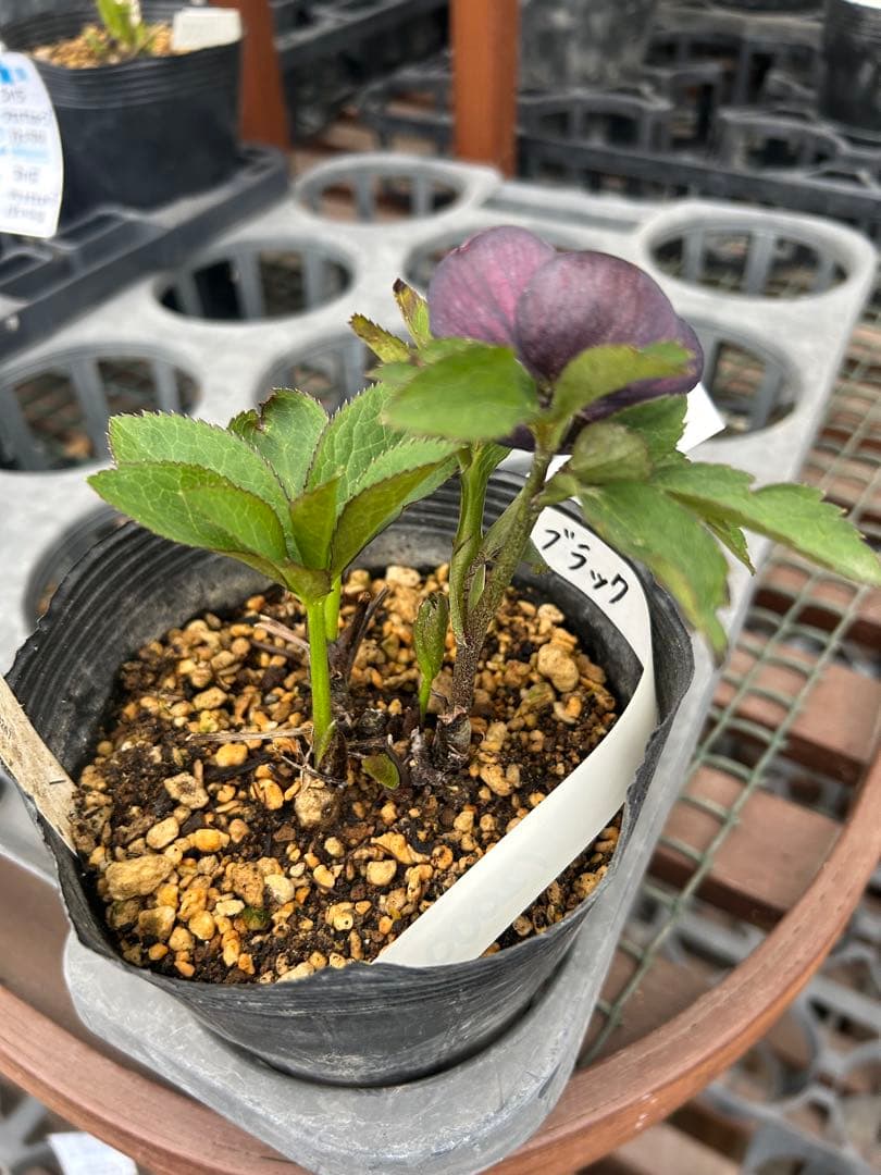 加藤農園 小輪ブラック交配 クリスマスローズ同梱可能