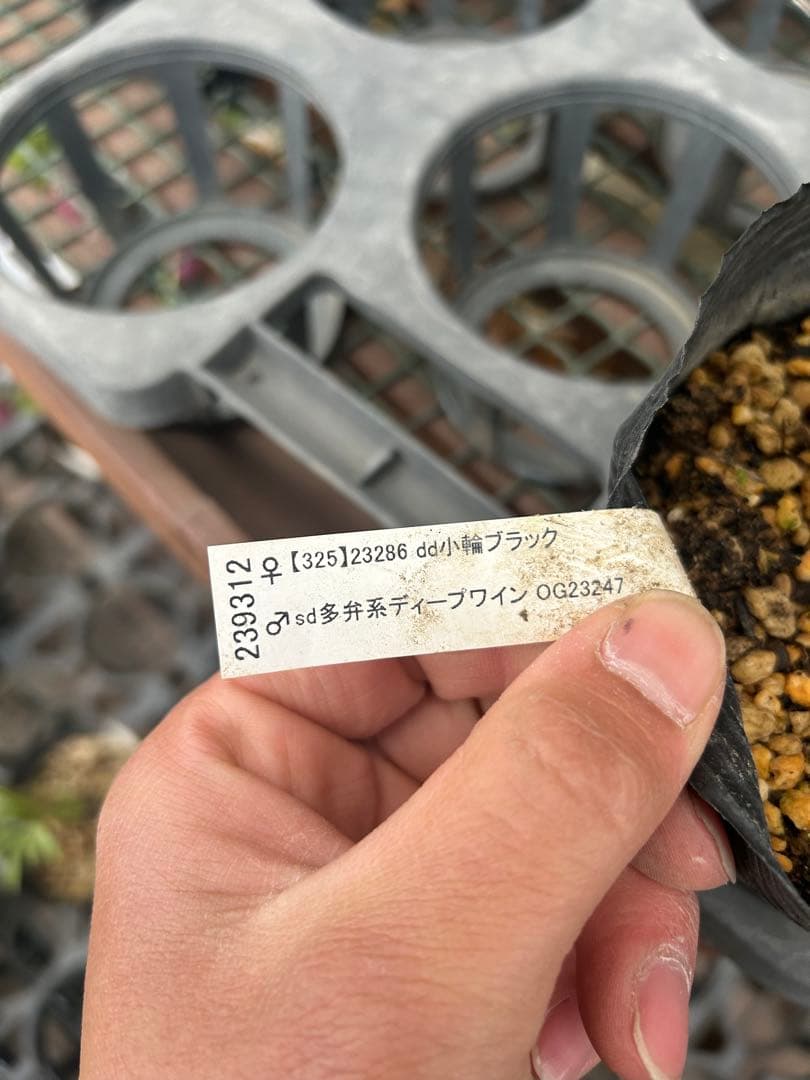 加藤農園 小輪ブラック交配 クリスマスローズ同梱可能