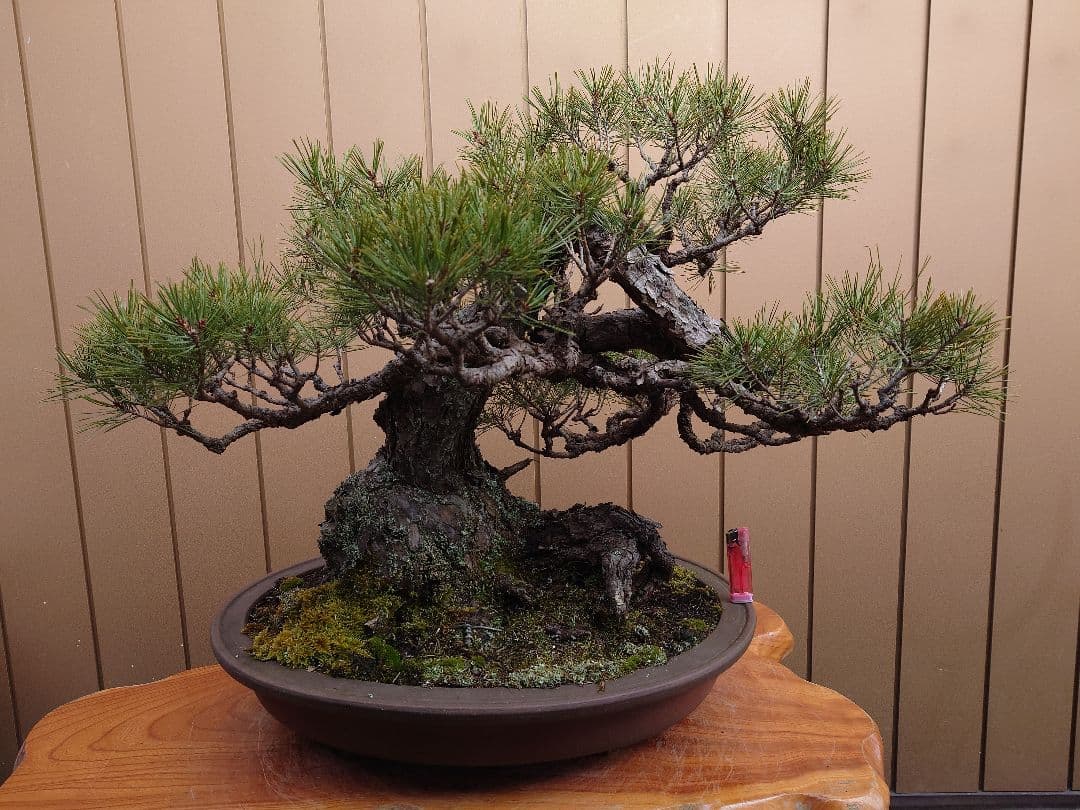 盆栽　赤松
