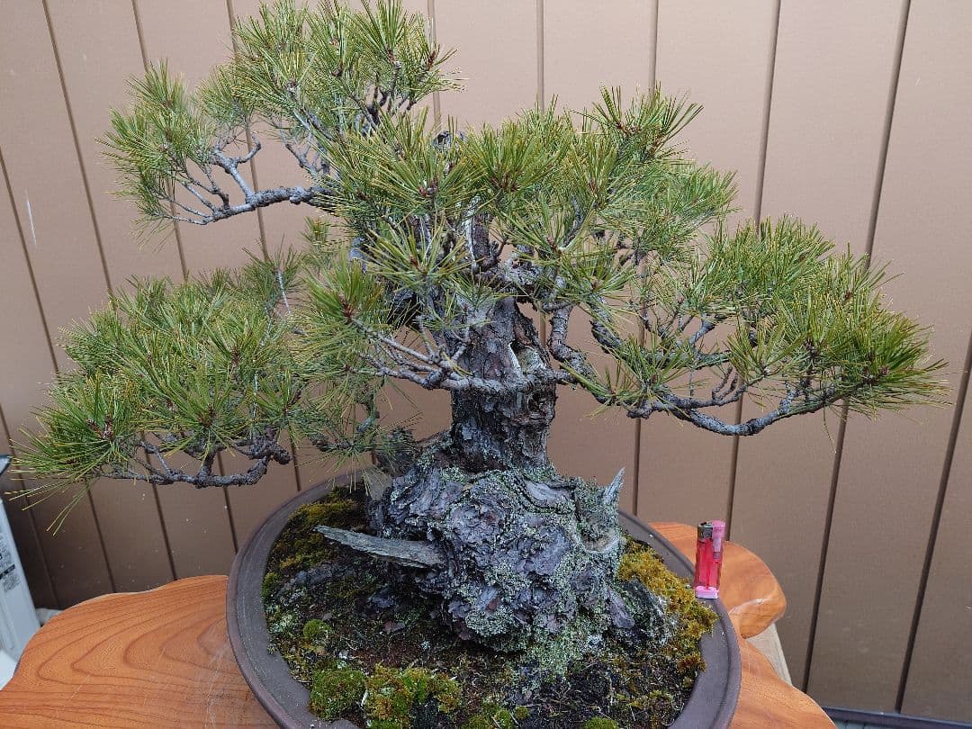 盆栽　赤松