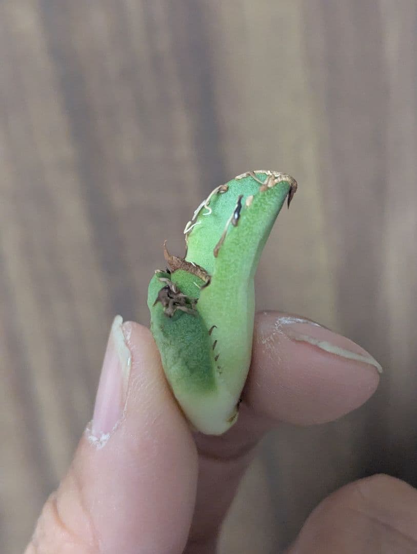 アガベ　嚴龍絲縞斑　子株　Lize血統　①