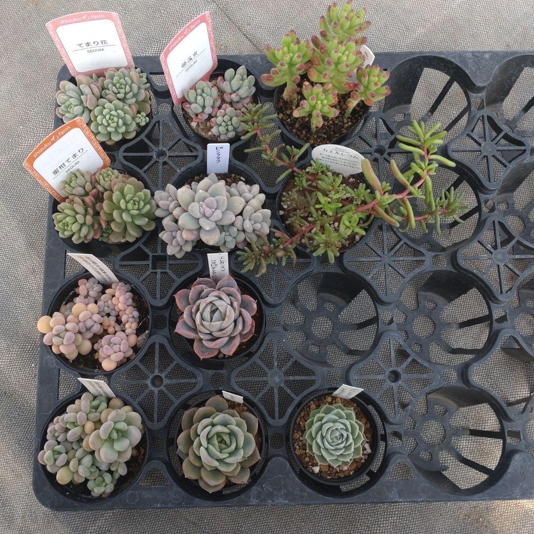 追加検討中 まめちゃんさん専用