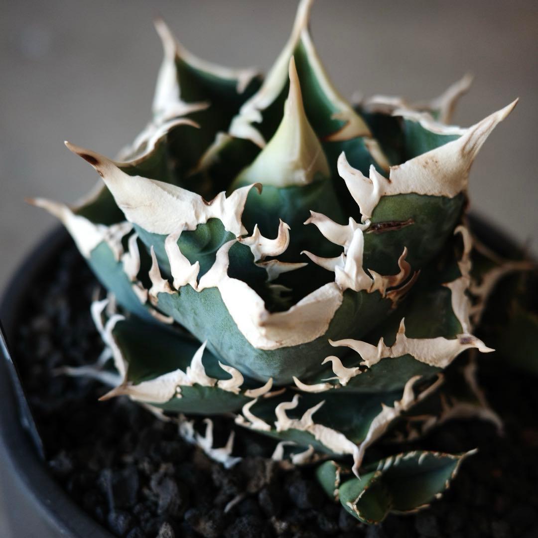 大白鯊 lize血統 子株 ② アガベ ホホジロザメ 検）cj special