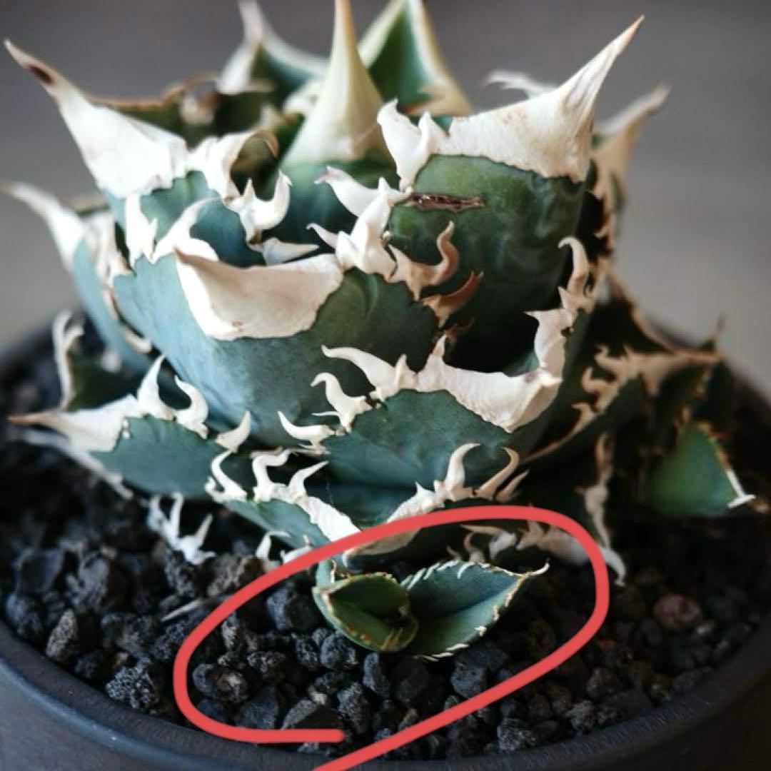 大白鯊 lize血統 子株 ② アガベ ホホジロザメ 検）cj special