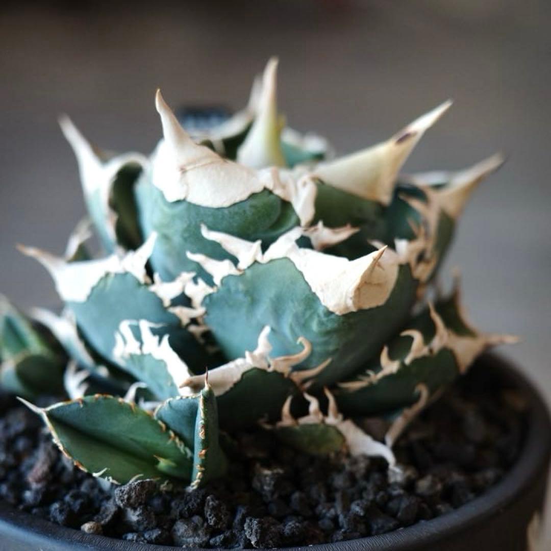 大白鯊 lize血統 子株 ② アガベ ホホジロザメ 検）cj special