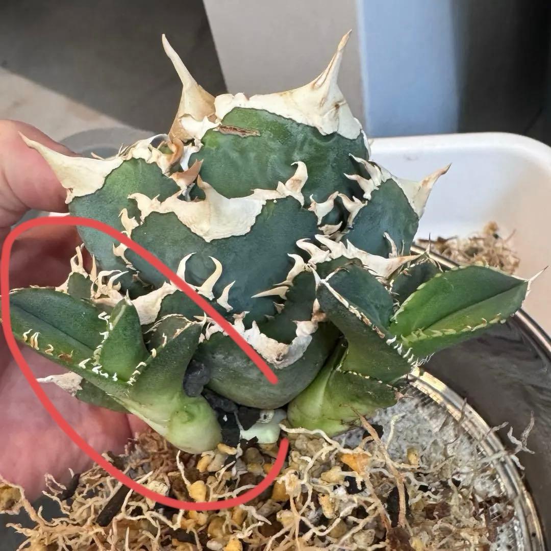 大白鯊 lize血統 子株 ② アガベ ホホジロザメ 検）cj special