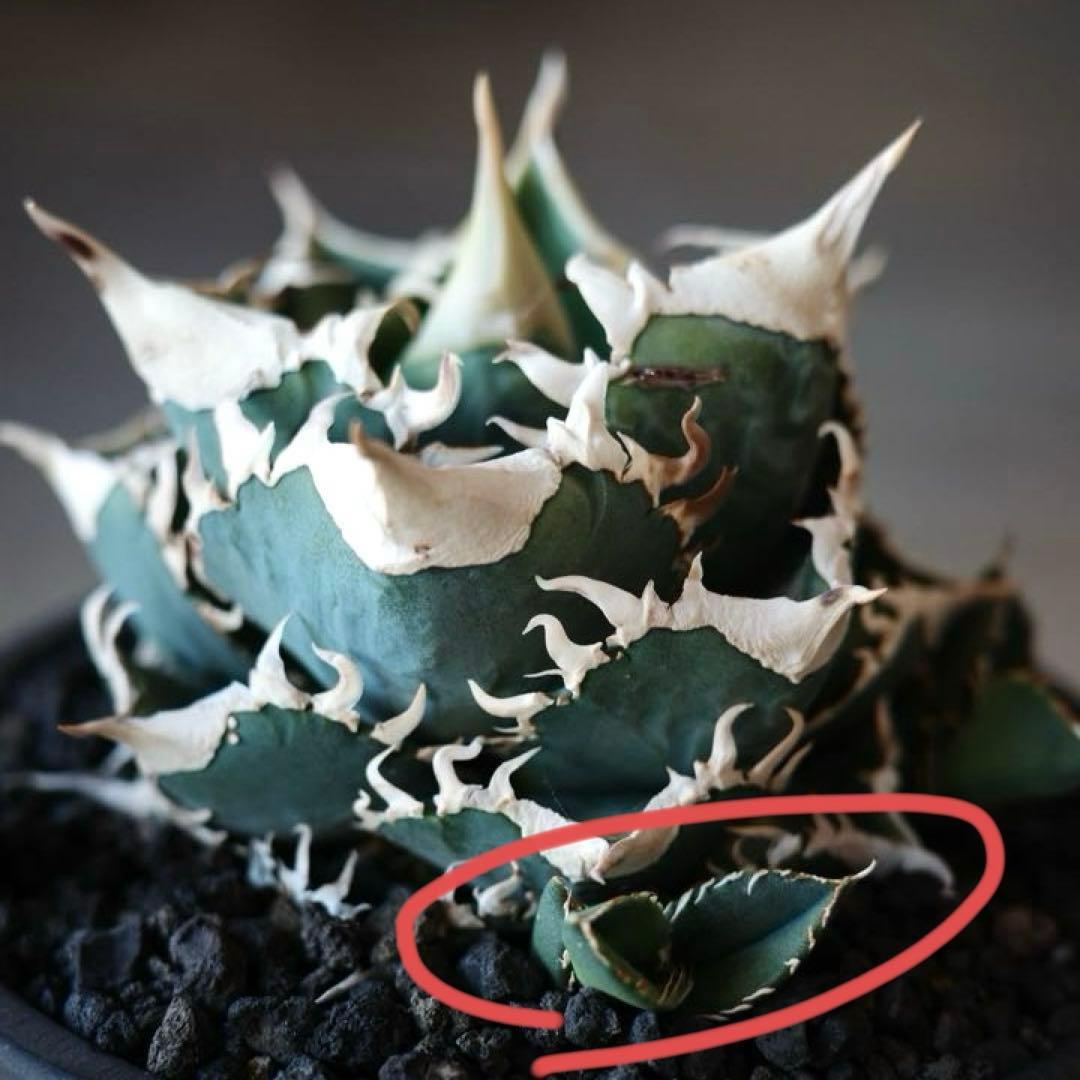 大白鯊 lize血統 子株 ② アガベ ホホジロザメ 検）cj special