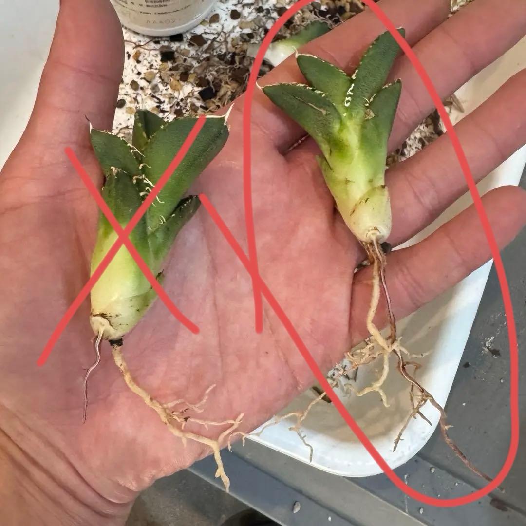 大白鯊 lize血統 子株 ② アガベ ホホジロザメ 検）cj special