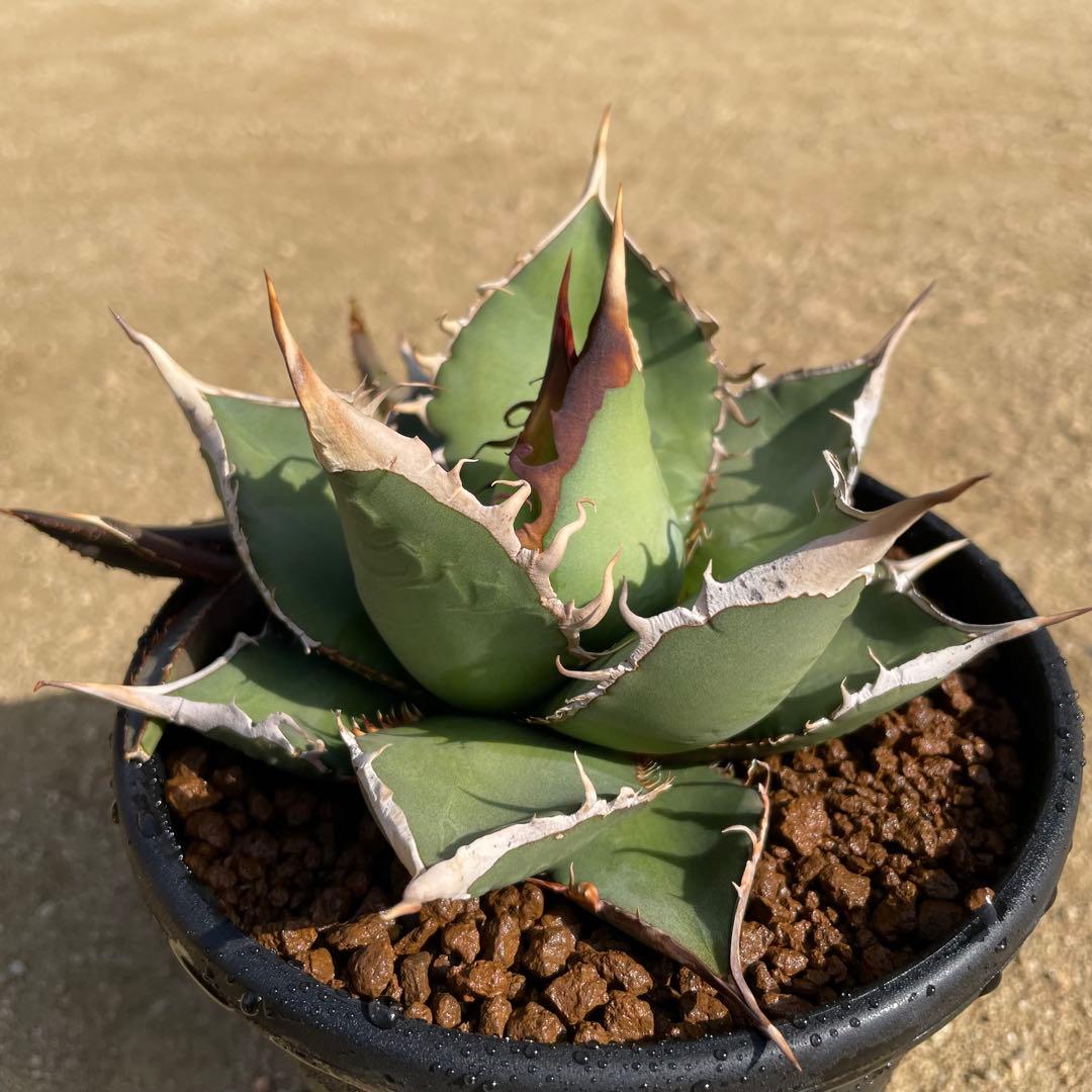 アガベ オテロイ 実生 子株（2株）のみ 親株は付きません！ - メルカリ