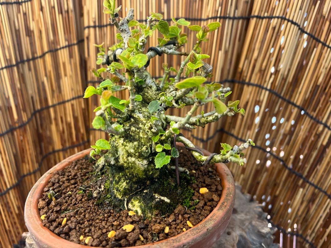 ✨✨✨オキナワオオハマボウ【◎良品素材】検/ユウナハート葉♪happyセール♪