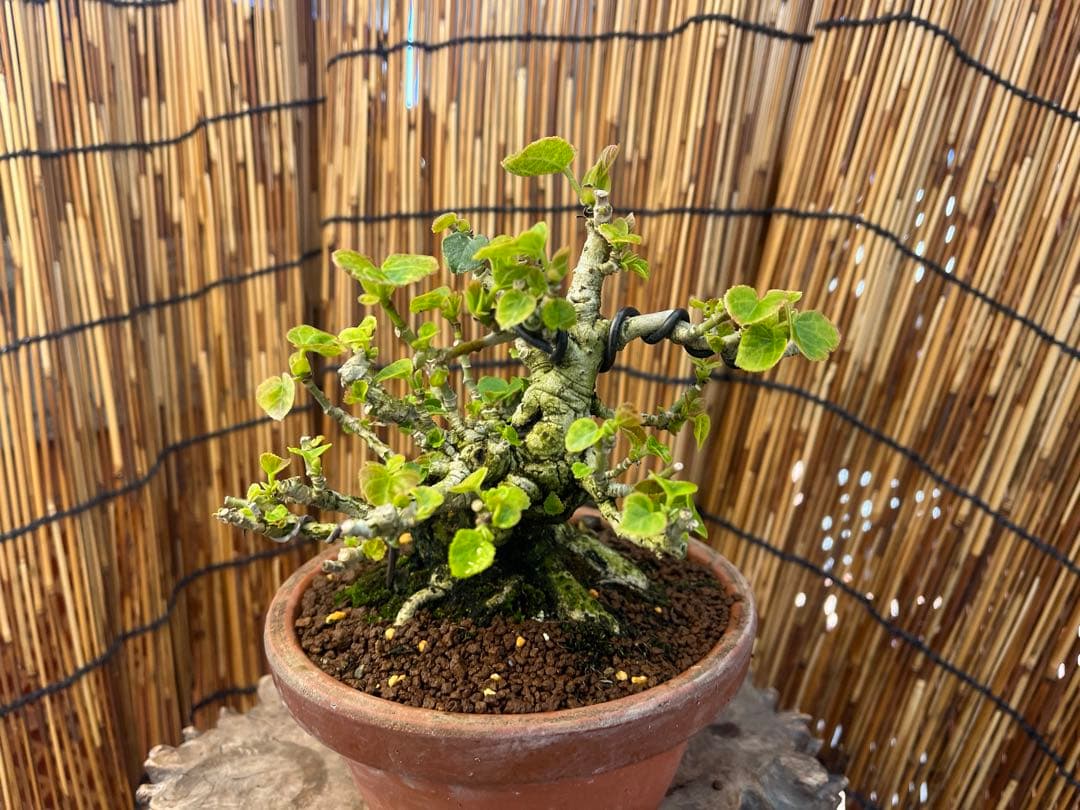 ✨✨✨オキナワオオハマボウ【◎良品素材】検/ユウナハート葉♪happyセール♪