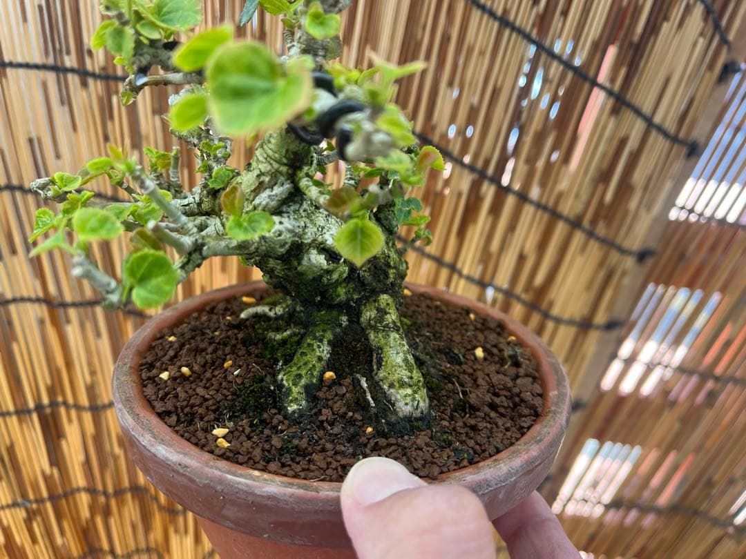 ✨✨✨オキナワオオハマボウ【◎良品素材】検/ユウナハート葉♪happyセール♪