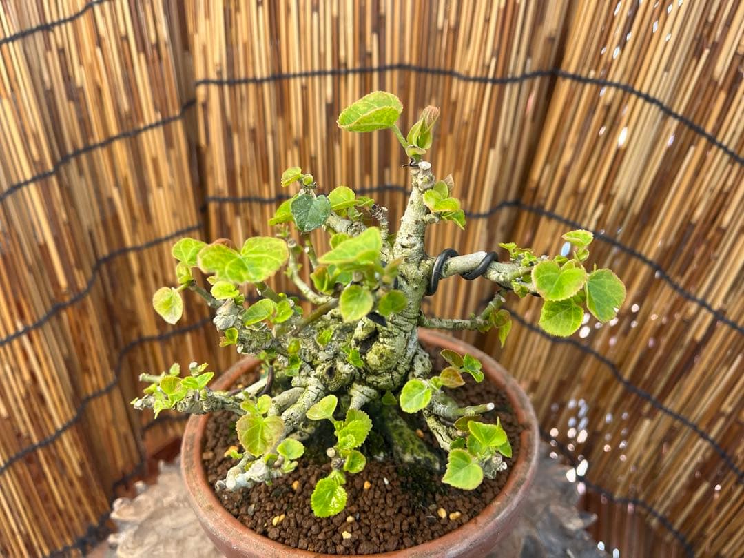 ✨✨✨オキナワオオハマボウ【◎良品素材】検/ユウナハート葉♪happyセール♪