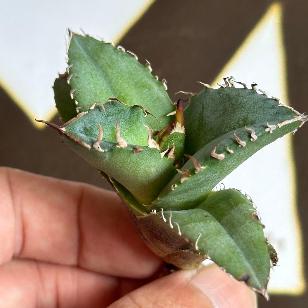 824【上澳園芸 アガベ チタノタ shangao-010 炎輪(えんりん) - メルカリ