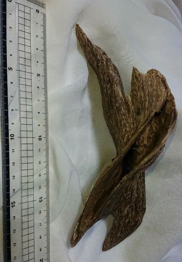 香木 沈香 伽羅 聞香◎品名上物ベトナムフエ産68g