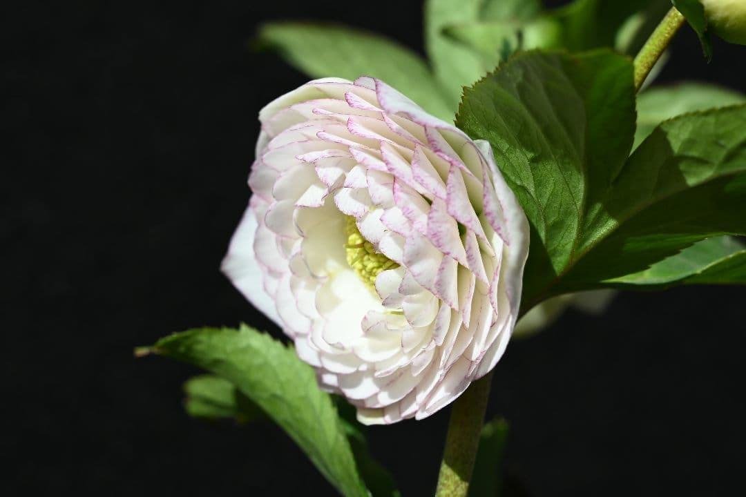 クリスマスローズ　認定ホワイトアフロディーテ　加藤農園