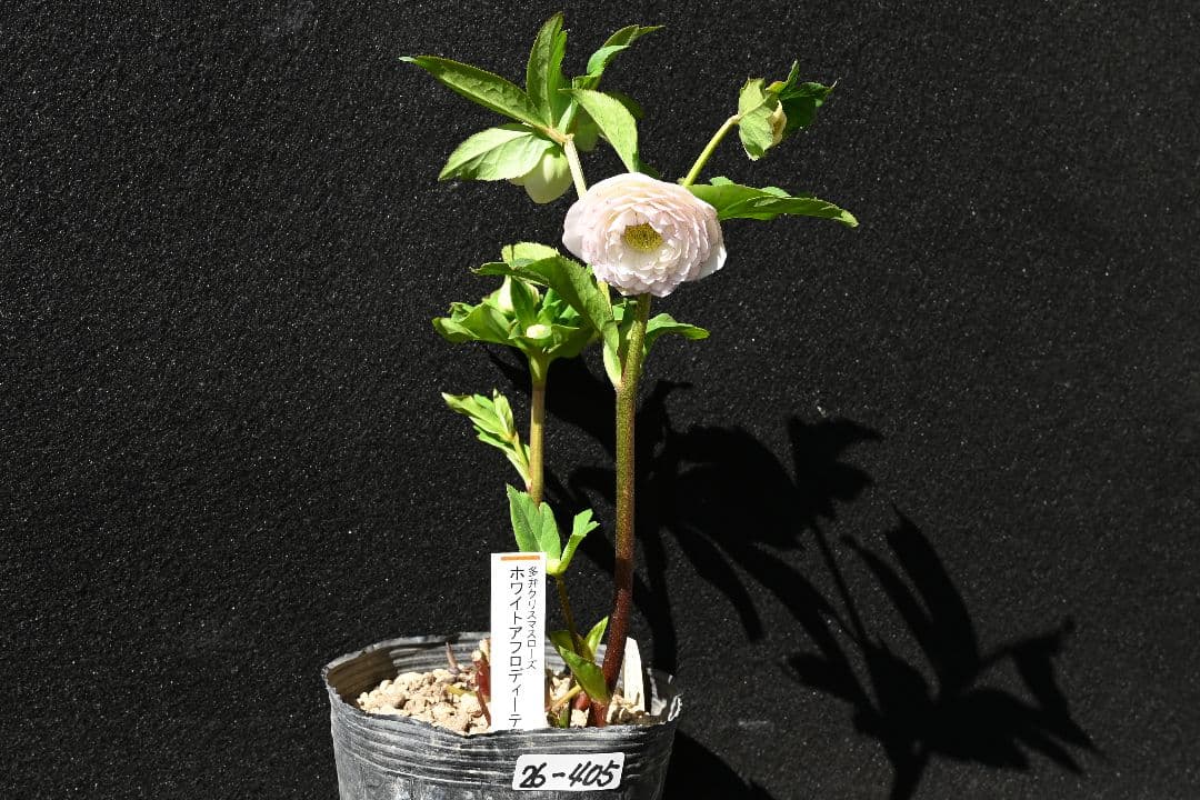 クリスマスローズ　認定ホワイトアフロディーテ　加藤農園