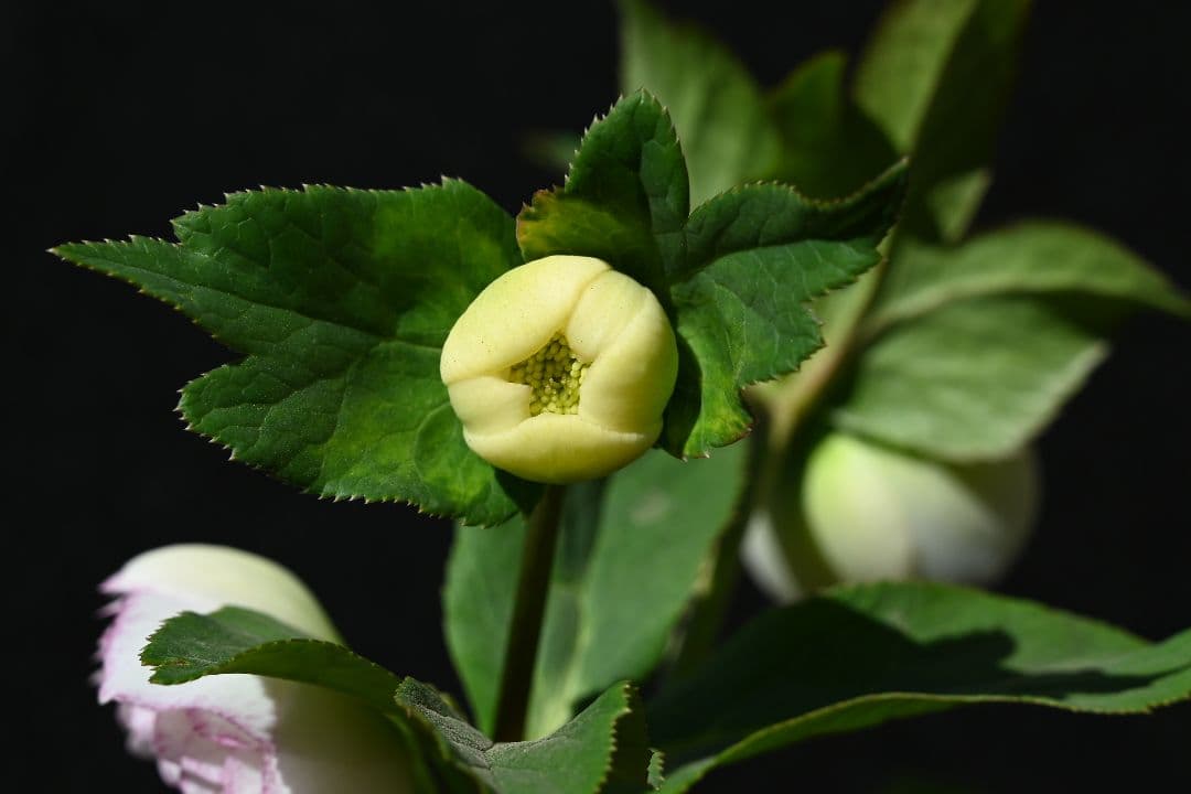 クリスマスローズ　認定ホワイトアフロディーテ　加藤農園