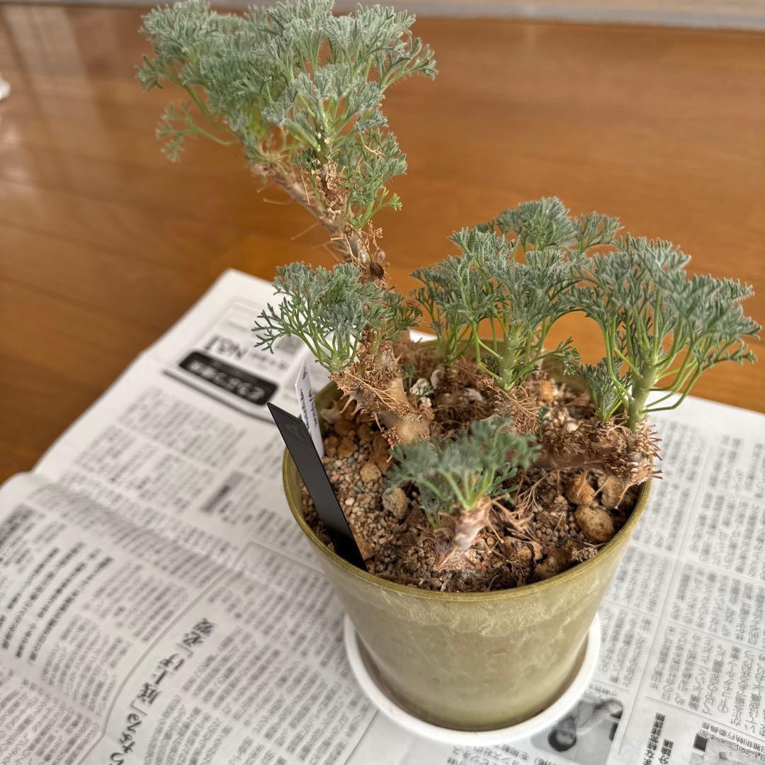 モンソニア　ムルチフィダ　実生株