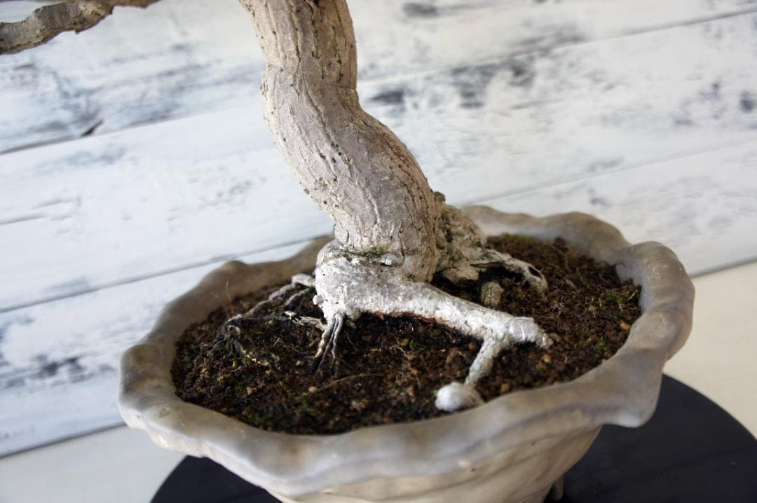 盆栽 『獅子頭』 紅葉 インテリア 観葉植物 ガーデニング 送料無料 b117