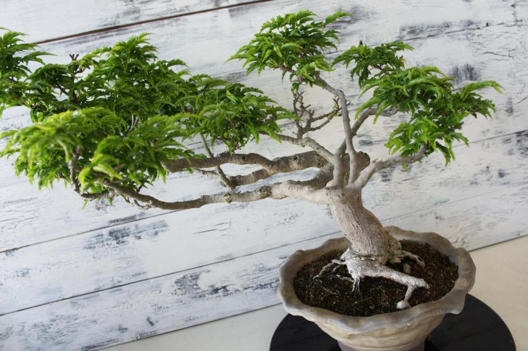 盆栽 『獅子頭』 紅葉 インテリア 観葉植物 ガーデニング 送料無料 b117