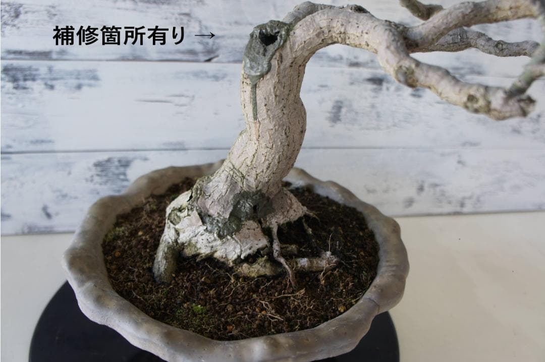 盆栽 『獅子頭』 紅葉 インテリア 観葉植物 ガーデニング 送料無料 b117