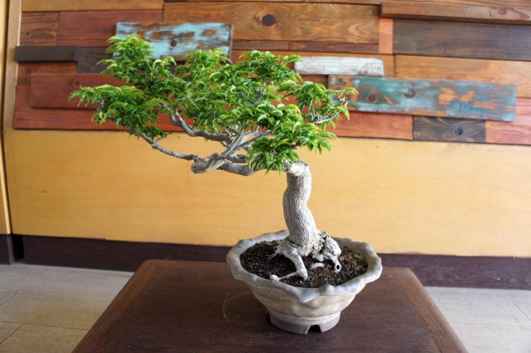 盆栽 『獅子頭』 紅葉 インテリア 観葉植物 ガーデニング 送料無料 b117