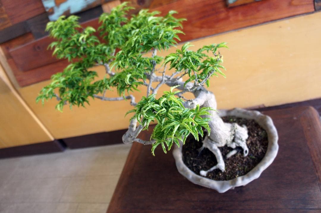 盆栽 『獅子頭』 紅葉 インテリア 観葉植物 ガーデニング 送料無料 b117