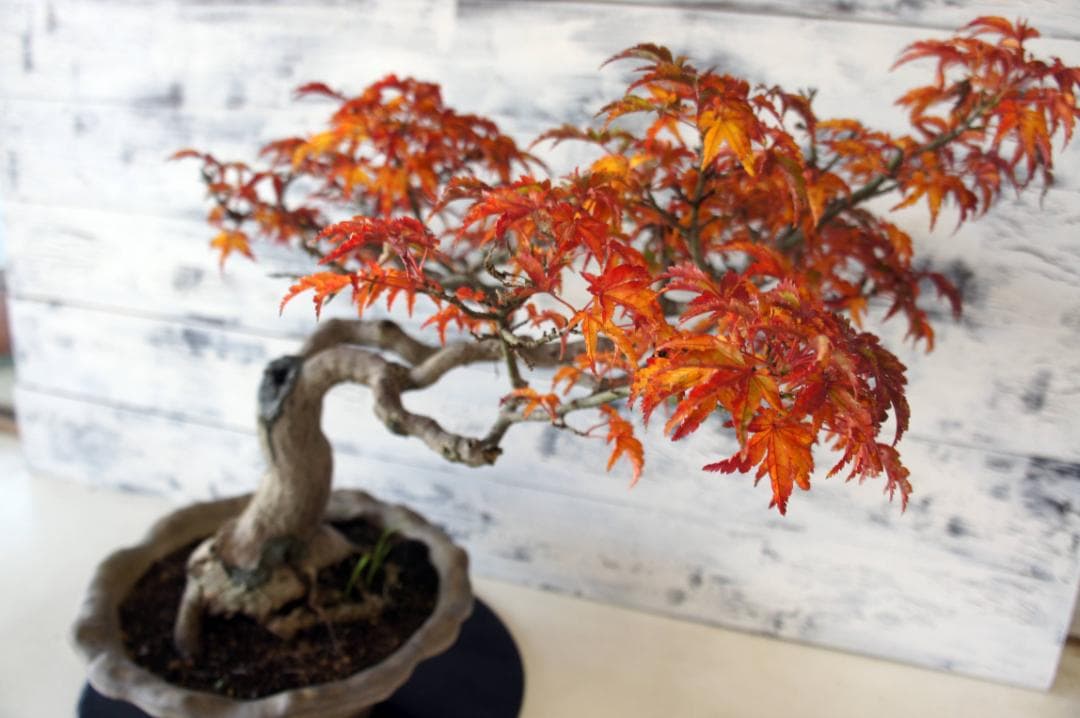 盆栽 『獅子頭』 紅葉 インテリア 観葉植物 ガーデニング 送料無料 b117