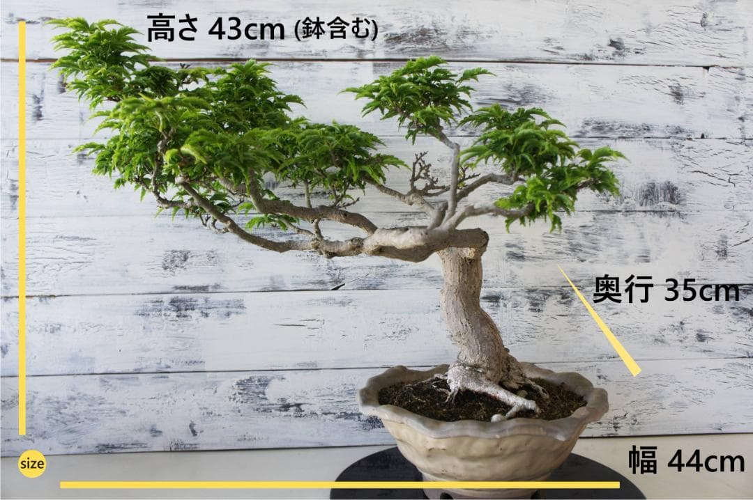 盆栽 『獅子頭』 紅葉 インテリア 観葉植物 ガーデニング 送料無料 b117